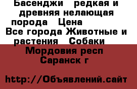 Басенджи - редкая и древняя нелающая порода › Цена ­ 50 000 - Все города Животные и растения » Собаки   . Мордовия респ.,Саранск г.